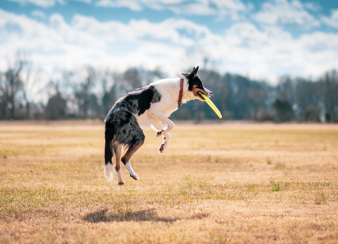 How to Add Meal Toppers to Your Pet’s Food: A Simple Guide for Healthier and Tastier Meals